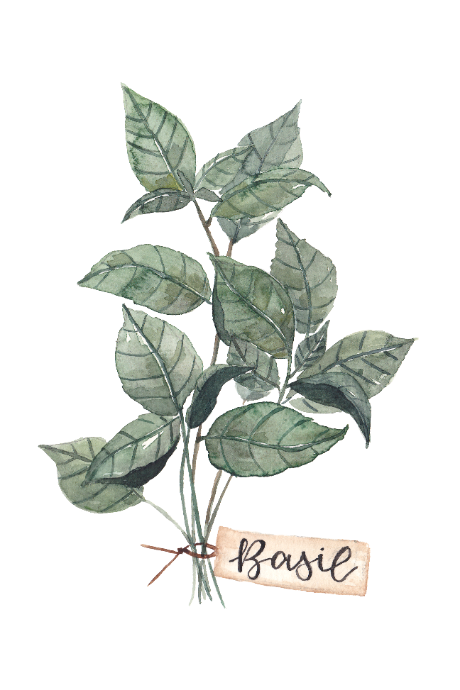 food- herbs-basil inkanotes