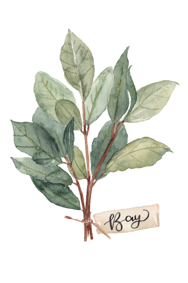 food- herbs-bay-leaves inkanotes