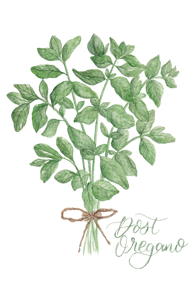 food- herbs-dost:oregano inkanotes