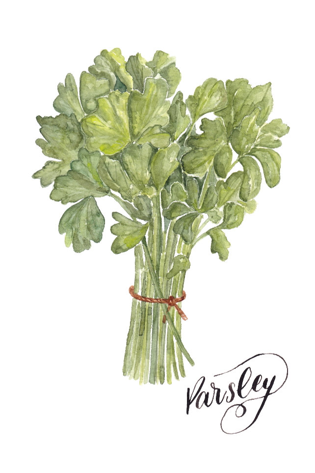 food- herbs-parsley inkanotes